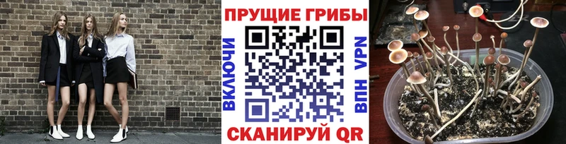 omg ссылки  дарк нет официальный сайт  Псилоцибиновые грибы мицелий  Ростов 